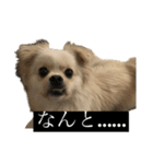 おもちのまいにち そのいち（個別スタンプ：14）