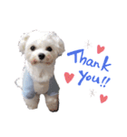 白い犬☆マルチーズのみるく（個別スタンプ：1）