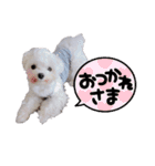 白い犬☆マルチーズのみるく（個別スタンプ：2）