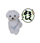 白い犬☆マルチーズのみるく（個別スタンプ：3）