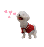 白い犬☆マルチーズのみるく（個別スタンプ：4）