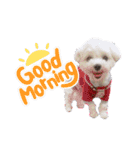 白い犬☆マルチーズのみるく（個別スタンプ：5）