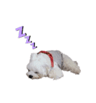 白い犬☆マルチーズのみるく（個別スタンプ：7）