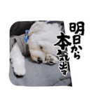 白い犬☆マルチーズのみるく（個別スタンプ：8）