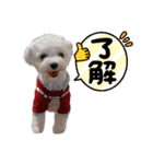 白い犬☆マルチーズのみるく（個別スタンプ：9）