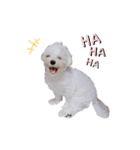 白い犬☆マルチーズのみるく（個別スタンプ：10）
