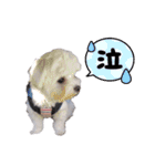 白い犬☆マルチーズのみるく（個別スタンプ：11）