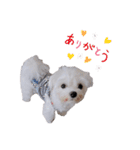 白い犬☆マルチーズのみるく（個別スタンプ：12）