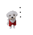 白い犬☆マルチーズのみるく（個別スタンプ：13）