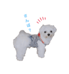 白い犬☆マルチーズのみるく（個別スタンプ：14）