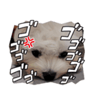 白い犬☆マルチーズのみるく（個別スタンプ：15）