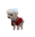 白い犬☆マルチーズのみるく（個別スタンプ：16）