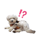 白い犬☆マルチーズのみるく（個別スタンプ：17）