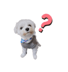 白い犬☆マルチーズのみるく（個別スタンプ：18）