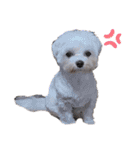 白い犬☆マルチーズのみるく（個別スタンプ：19）