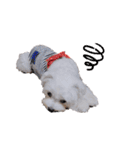 白い犬☆マルチーズのみるく（個別スタンプ：20）