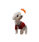 白い犬☆マルチーズのみるく（個別スタンプ：21）