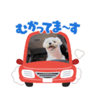 白い犬☆マルチーズのみるく（個別スタンプ：22）