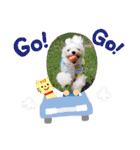 白い犬☆マルチーズのみるく（個別スタンプ：23）