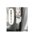 ラグドールのルカ日常パート3（個別スタンプ：14）