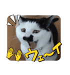 犬くんと猫さんの日常（個別スタンプ：6）