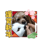 犬くんと猫さんの日常（個別スタンプ：8）