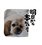 犬くんと猫さんの日常（個別スタンプ：9）