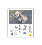 犬くんと猫さんの日常（個別スタンプ：12）