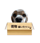 犬くんと猫さんの日常（個別スタンプ：13）