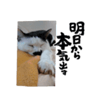 犬くんと猫さんの日常（個別スタンプ：14）