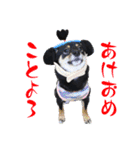 可愛い黒豆柴佐助くん③【グリーティング】（個別スタンプ：1）