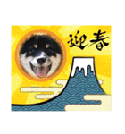 可愛い黒豆柴佐助くん③【グリーティング】（個別スタンプ：2）