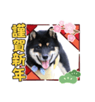 可愛い黒豆柴佐助くん③【グリーティング】（個別スタンプ：3）