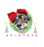 可愛い黒豆柴佐助くん③【グリーティング】（個別スタンプ：5）