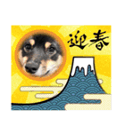 可愛い黒豆柴佐助くん③【グリーティング】（個別スタンプ：8）
