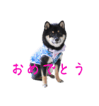 可愛い黒豆柴佐助くん③【グリーティング】（個別スタンプ：11）