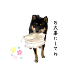 可愛い黒豆柴佐助くん③【グリーティング】（個別スタンプ：12）