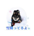 可愛い黒豆柴佐助くん③【グリーティング】（個別スタンプ：15）