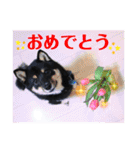 可愛い黒豆柴佐助くん③【グリーティング】（個別スタンプ：16）