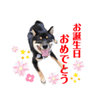 可愛い黒豆柴佐助くん③【グリーティング】（個別スタンプ：19）