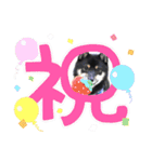 可愛い黒豆柴佐助くん③【グリーティング】（個別スタンプ：24）