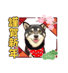 黒柴紬(つむぎ）年末年始（個別スタンプ：3）