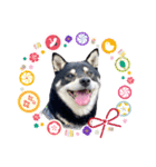 黒柴紬(つむぎ）年末年始（個別スタンプ：4）