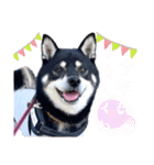 黒柴紬(つむぎ）年末年始（個別スタンプ：5）