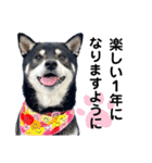 黒柴紬(つむぎ）年末年始（個別スタンプ：6）