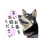 黒柴紬(つむぎ）年末年始（個別スタンプ：8）