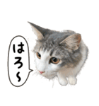 猫のオビ（個別スタンプ：7）