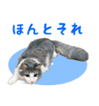 猫のオビ（個別スタンプ：12）