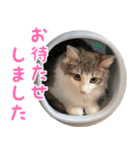 猫のオビ（個別スタンプ：22）