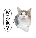 猫のオビ（個別スタンプ：31）